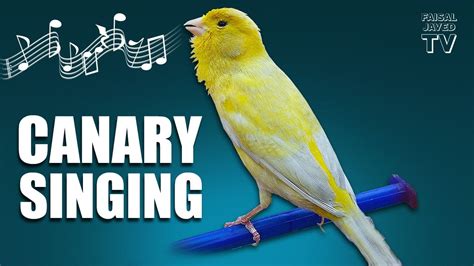 canary song download|sound of a canary singing.